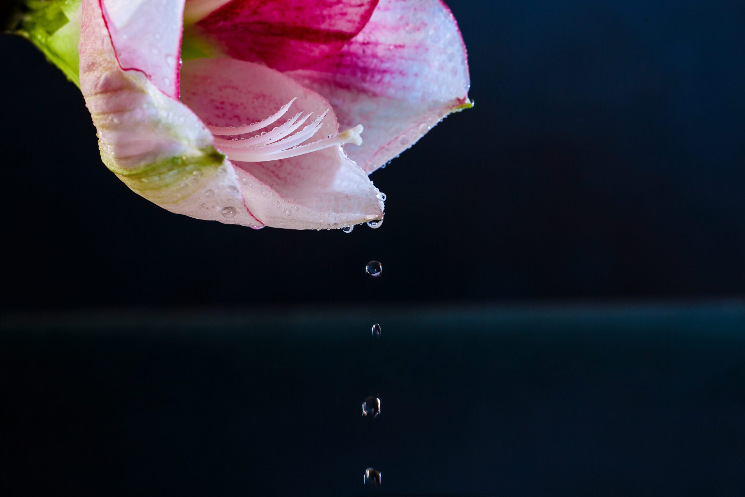 Close up photo of pink flower with water drops over dark blue background. Copy space.